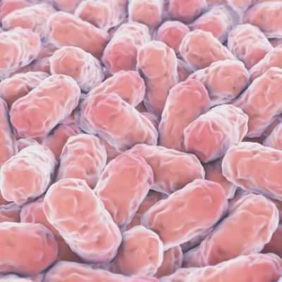 Bacillus cereus (1) Bacillus cereus What you should know!