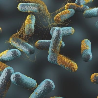 Clostridium perfringens Clostridium perfringens