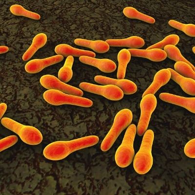 Clostridium perfringens Clostridium perfringens